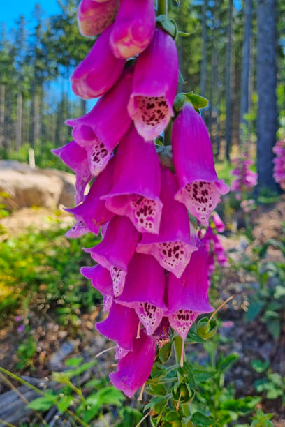 istock Selective focus, beautiful flowering flower branch in the park. 1472612036