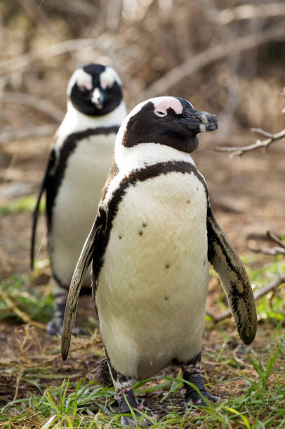 istock South Africa, travel destination. 1472612177