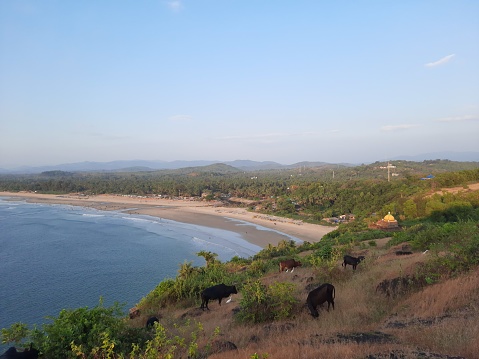 Cows on beach Sri Lanka