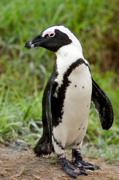 istock South Africa, travel destination. 1472612179