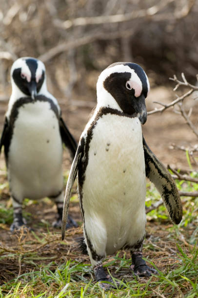istock South Africa, travel destination. 1472612196
