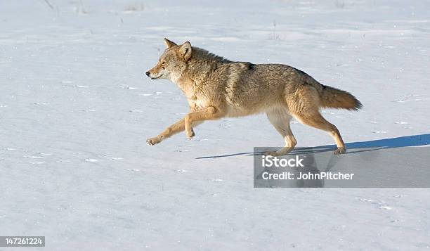 Coyote - zdjęcia stockowe i więcej obrazów Kojot - Kojot, Biegać, Śnieg