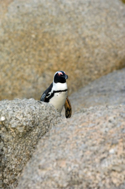 istock South Africa, travel destination. 1472612255