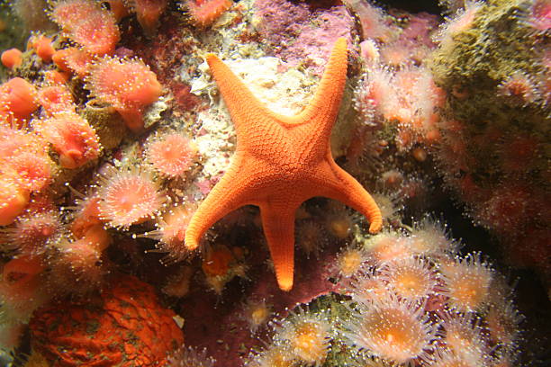 istock Colorful starfish on anemone background 147261323