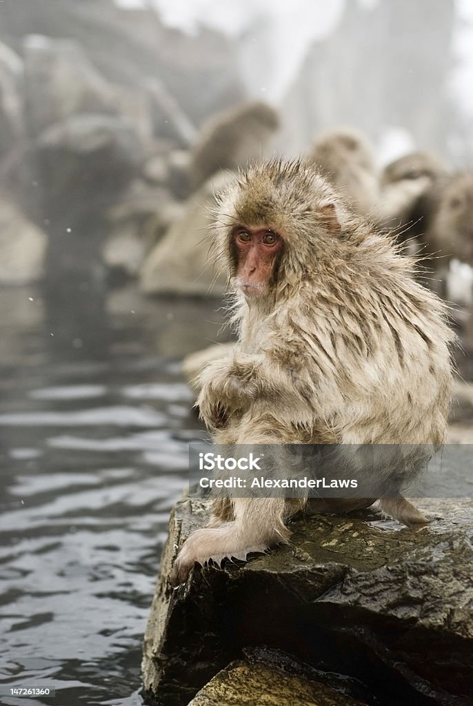 Snow Monkey: baby edge of pool2 Snow monkeys (Japanese macaque) relaxing in a hot spring pool (onsen)at the Jigokudani-koen in Nagano Japan. Shot in early March. Animal Stock Photo