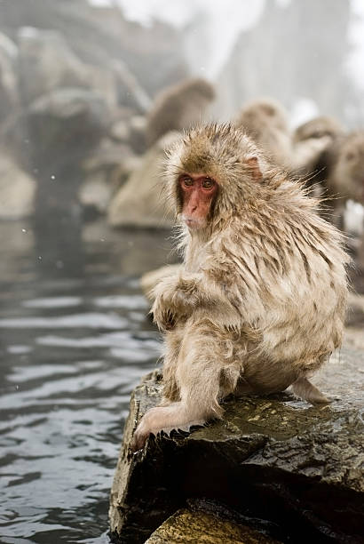 Snow Monkey: baby edge of pool2 stock photo