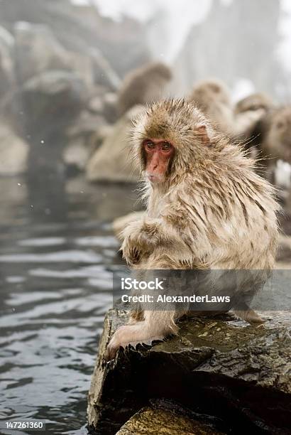 Snow Monkey Baby Edge Of Pool2 Stock Photo - Download Image Now - Animal, Animal Body Part, Animal Wildlife