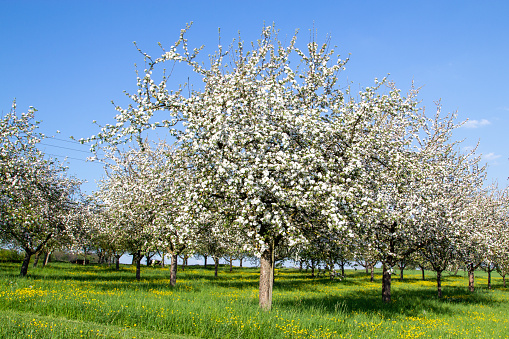Rows of flowering nectarine trees in an orchard against the background of the sky. Israel