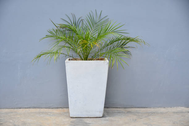 Garden Palm tree in a potted ( Phoenix roebelenii )
