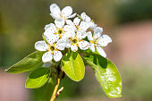 Blossoming branch of pear tree in spring