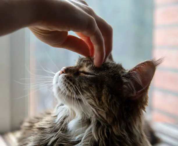 Photo of The owner caresses a cute Maine Coon cat. Pet care.