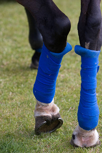 istock Horse Leg Bandages 147261479