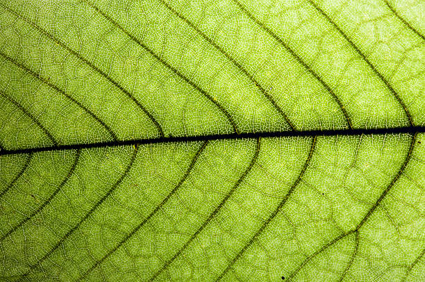 istock green leaf close-up with veins structure in evidence 147261689