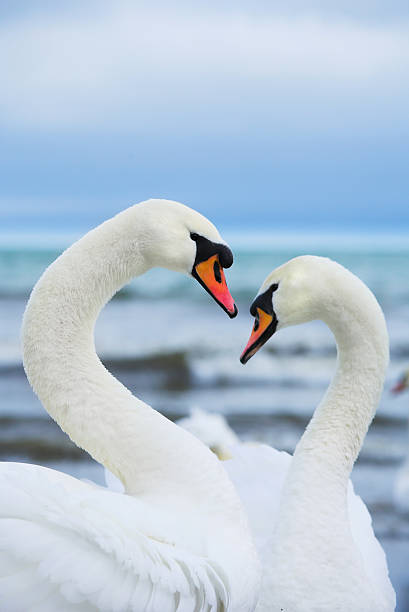 Couple of white swans stock photo