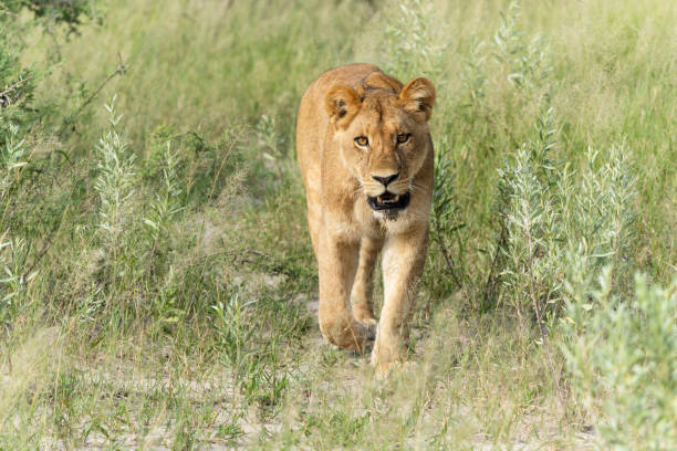 istock African lion in the Okavango Delta in Botswana. 1472618481
