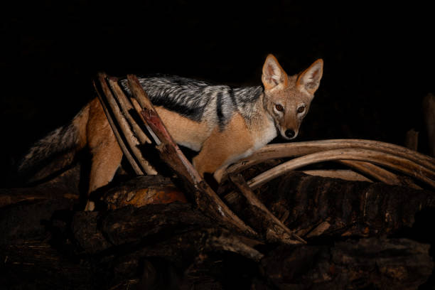 istock Black-backed jackals at night in the Okavango Delta 1472618552