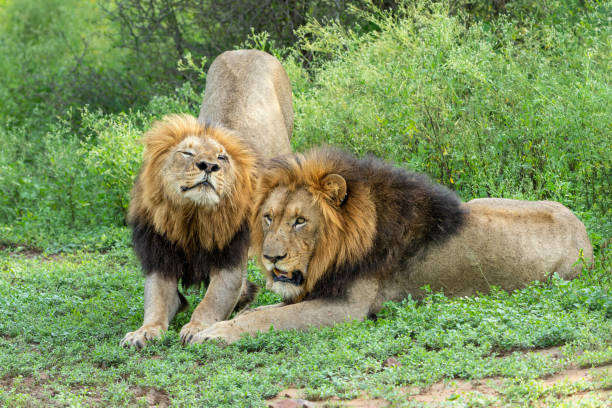 istock Beautiful dominant lion male 1472619253