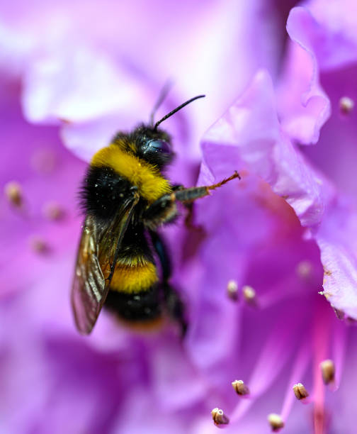istock A bee pollinating a pink flower 1472619628