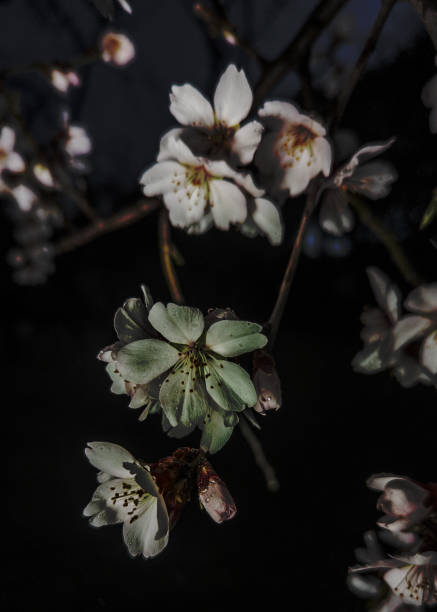 istock Almond blossoms illuminated by a lantern in a cloudy afternoon 1472619840