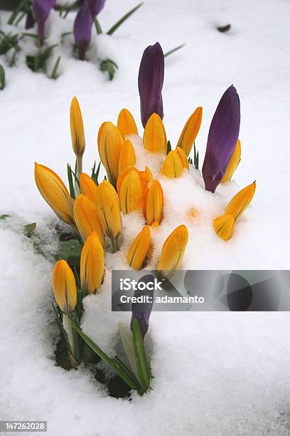 Frühlingskrokussen Im Winter Stockfoto und mehr Bilder von Blume - Blume, Blüte, Eis