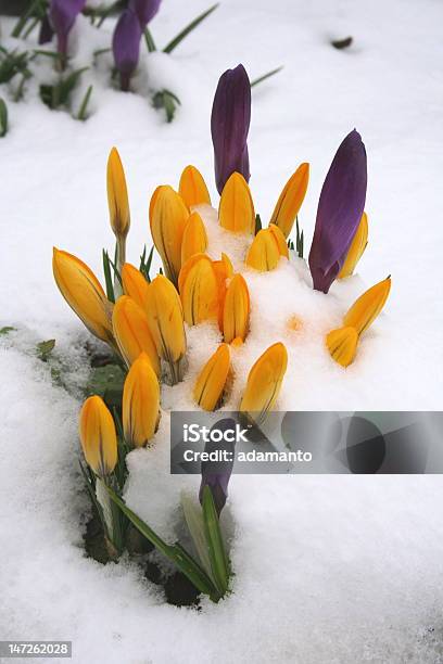 Foto de Crocuses No Inverno e mais fotos de stock de Amarelo - Amarelo, Açafrão, Botão - Estágio de flora