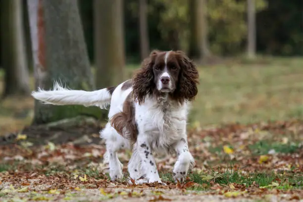 English Springer Spaniel dog walking in the woods on an Autumn afternoon