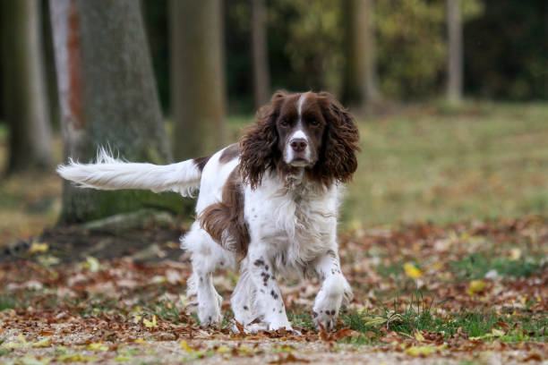 english springer spaniel dog - springer spaniel dog pets animal imagens e fotografias de stock