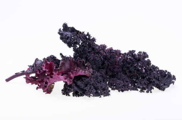 istock Freshly purple curly kale cabbage isolated on white background 1472621384