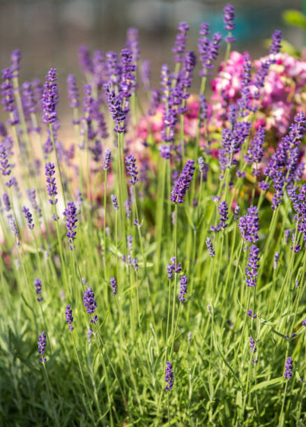 istock Garden with the flourishing Lavender 1472621390