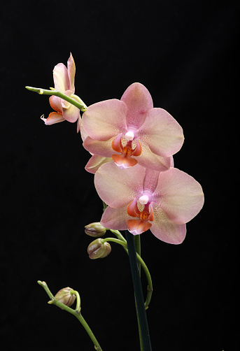 Close-up of beautiful blue Orchid flowers with water drops. Green background. Space for copy.