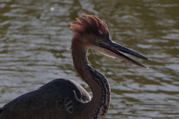 One goliath Heron standing on a treetrunk.