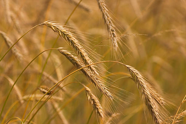 istock wheat ripe and golden 147262182