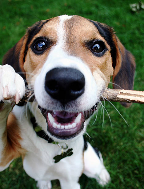 Puppy Playing with Stick stock photo