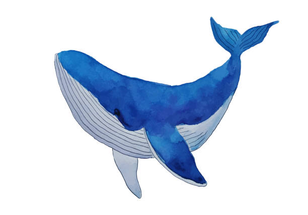 istock Blue whale watercolor art isolated on white background 1472623659