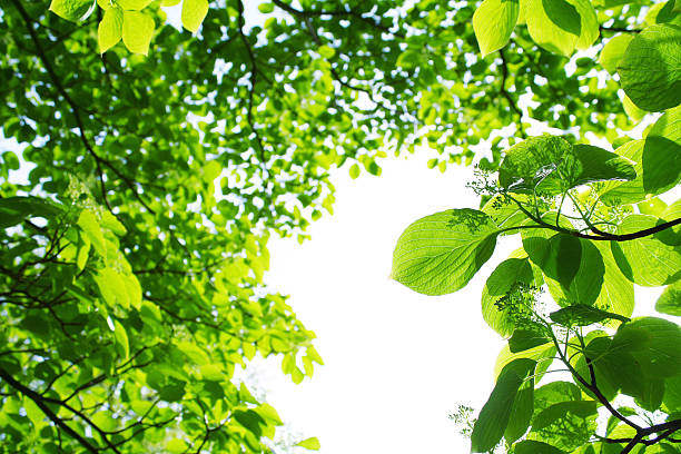 Floresta verde - foto de acervo