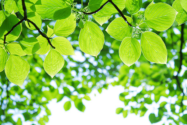 Grüne Vegetation – Foto