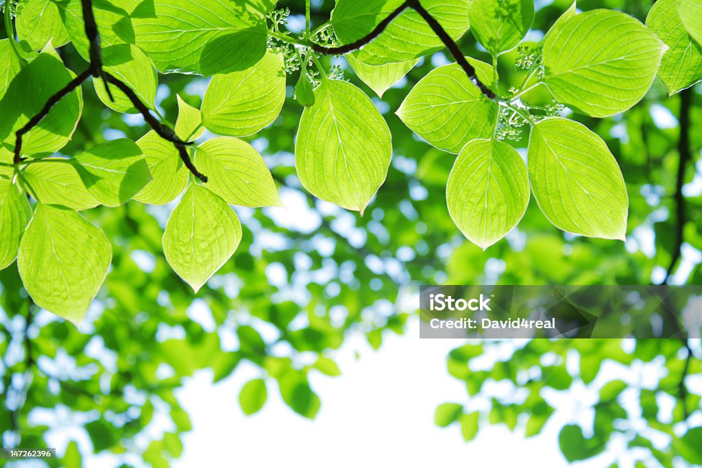 Green foliage A beautiful branch of lush foliage in focus with more forest in the background Beauty In Nature Stock Photo