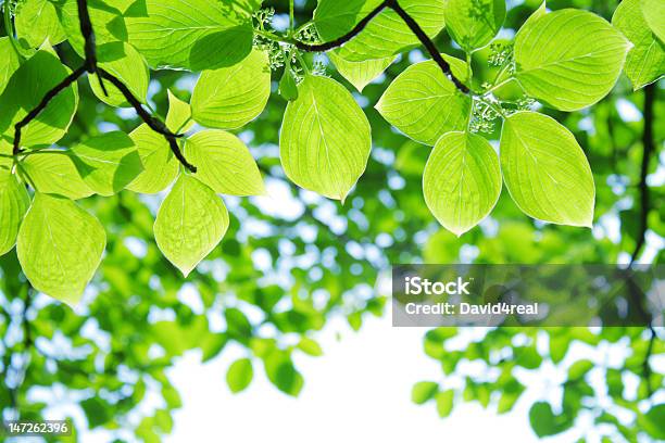 Green Foliage Stock Photo - Download Image Now - Beauty In Nature, Branch - Plant Part, Color Image
