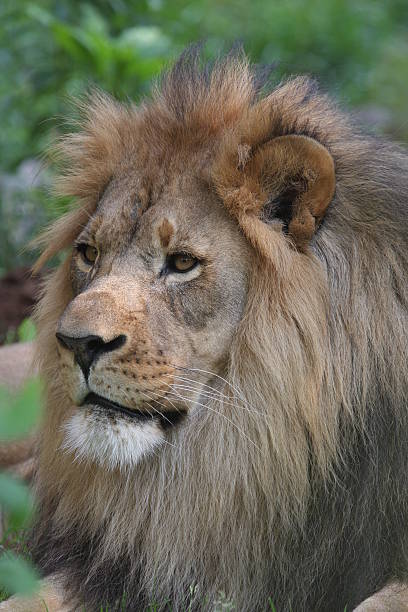 istock African Male Lion 147262446
