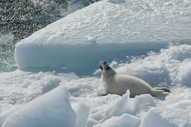 istock Caspian fur seal in Winter 147262538