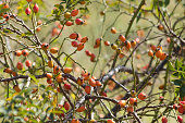 Closeup of red rose hip on branches with selective focus on foreground