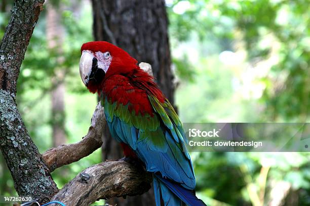 Ara Rossa E Gialla - Fotografie stock e altre immagini di Ambientazione esterna - Ambientazione esterna, America del Sud, Animale