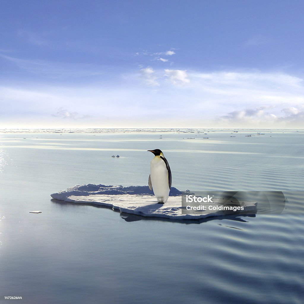 The Last Emperor Emperor penguin on a floating ice floe in the Atlantic ocean Emperor Penguin Stock Photo