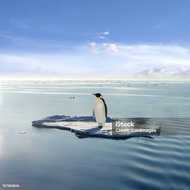 The Last Emperor Stock Photo - Download Image Now - Emperor Penguin, Penguin, Ice Floe