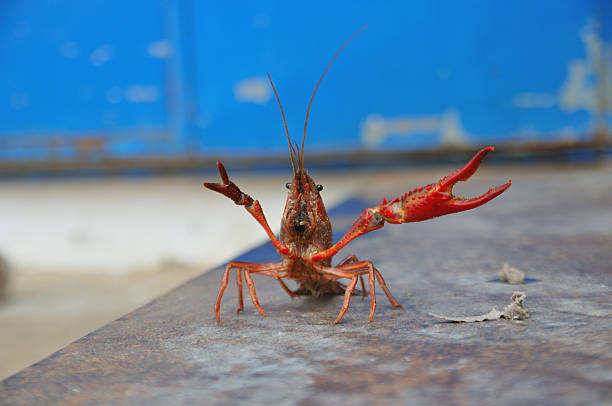 Crayfish stock photo