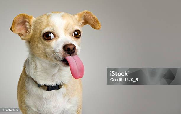 Chihuahua Stick Big La Lingua Fuori - Fotografie stock e altre immagini di Cane - Cane, Mettere fuori la lingua, Humour