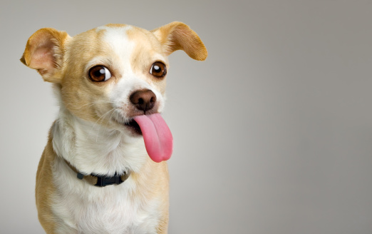 Chihuahua showing long pink tongue on gray background with copy space