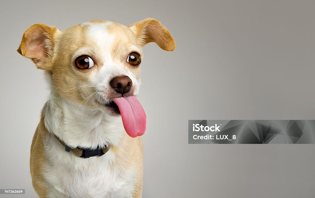 Chihuahua Sticks Big Tongue Out Chihuahua showing long pink tongue on gray background with copy space Dog Stock Photo