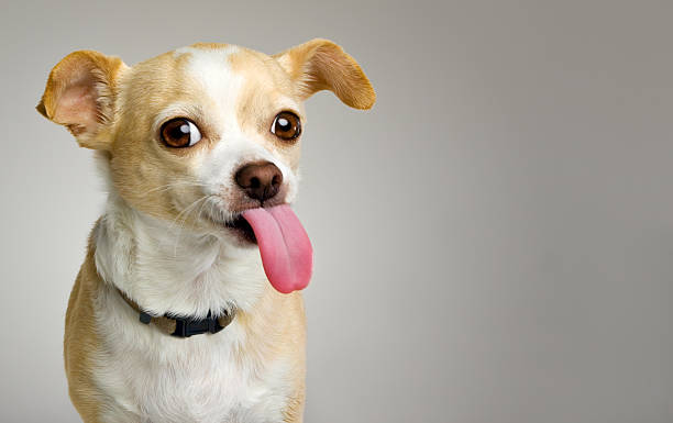 Chihuahua Sticks Big Tongue Out Chihuahua showing long pink tongue on gray background with copy space chihuahua dog photos stock pictures, royalty-free photos & images