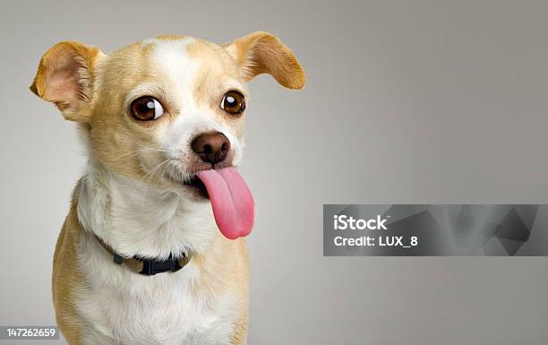 Chihuahua Sticks Big Tongue Out Stock Photo - Download Image Now - Dog, Sticking Out Tongue, Chihuahua - Dog